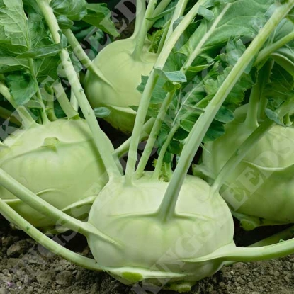 Picture of Kohl Rabi Delicacy White